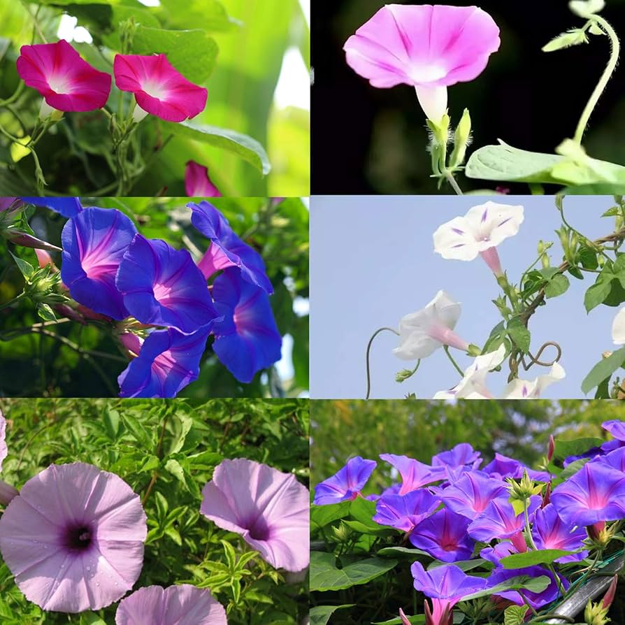 未開封　MORNING GLORY Synthetic s-l1200.jpg